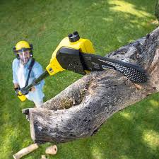 Best Lawn Disease Treatment  in Hillsborough, CA