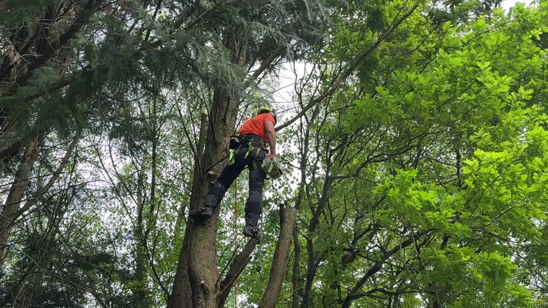 Best Tree Health Inspection  in Hillsborough, CA