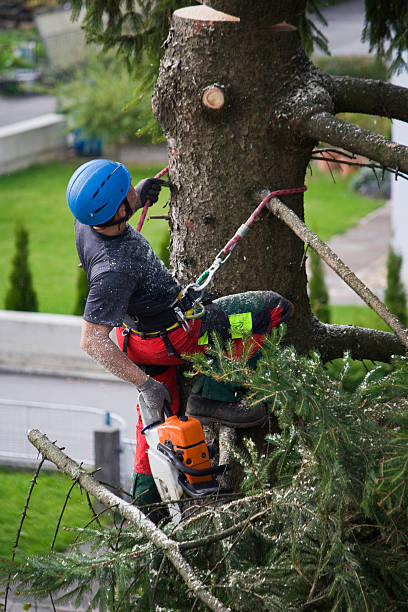 Best Emergency Tree Removal  in Hillsborough, CA