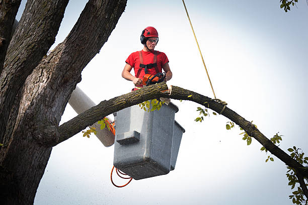 Best Root Management and Removal  in Hillsborough, CA